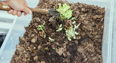 落ち葉と野菜くずで腐葉土作り