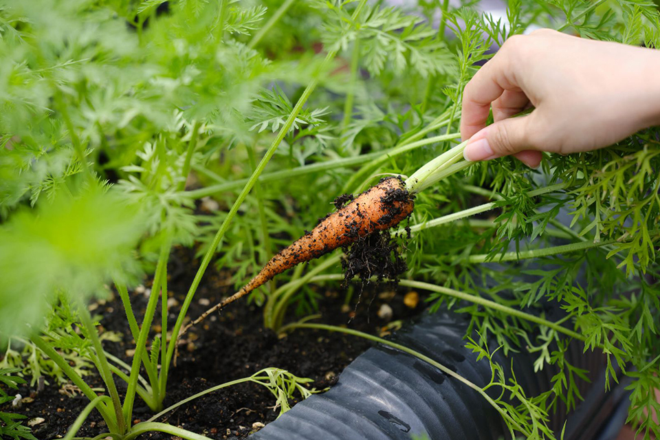屋上庭園イメージ01