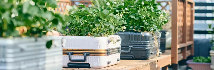 関連記事スマホeco 庭プロジェクト画像